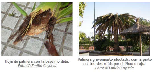 Síntomas y daños del Picudo Rojo sobre las palmeras - Fuente CAIB